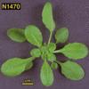 photo of Arabidopsis plant